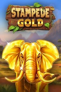 stampede gold